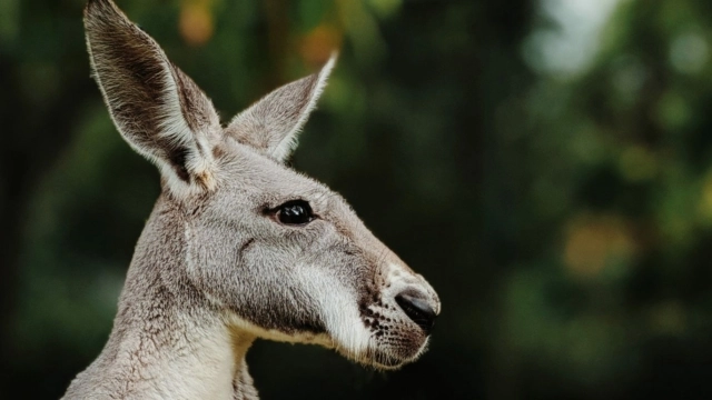 Investors want more Kangaroos in the top paddock