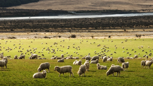 Howlin's Research IP to expand into NZ