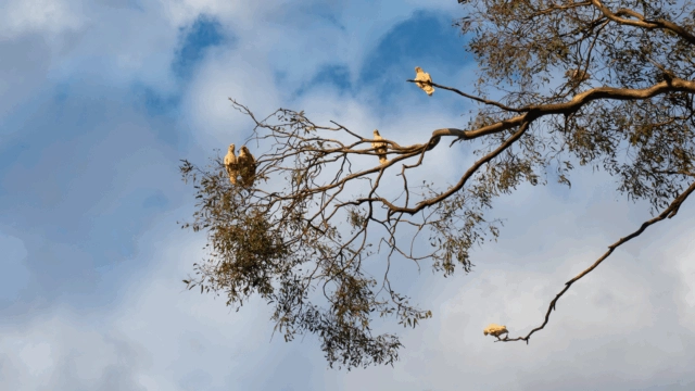The dead parrot of financial planning