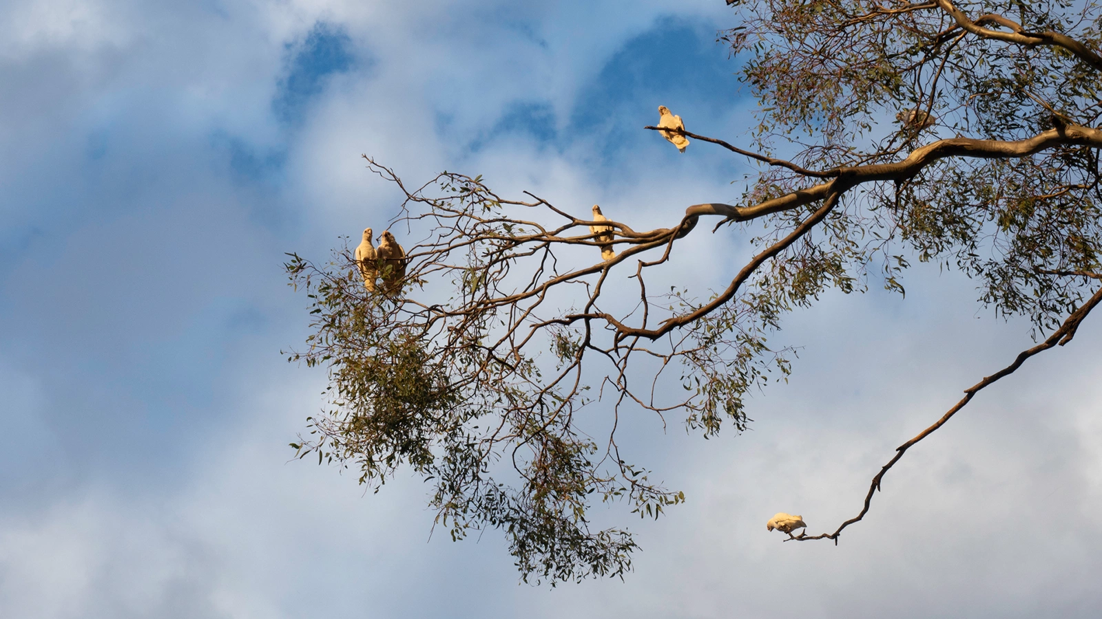 The dead parrot of financial planning