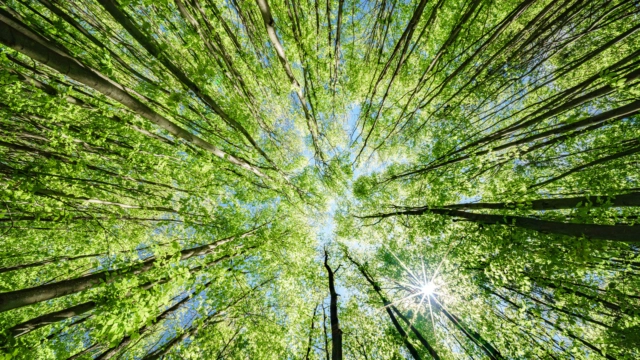 Biodiversity fund to target high-net-worth investors, family offices